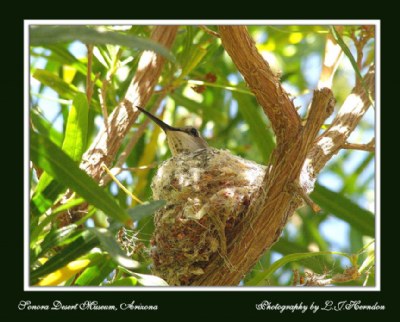 Nesting Hummer