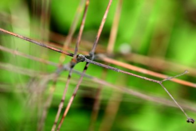 Plant net