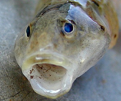 Sculpin Mouth