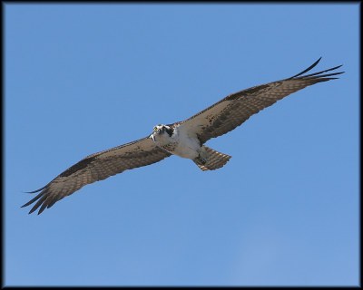Osprey 4