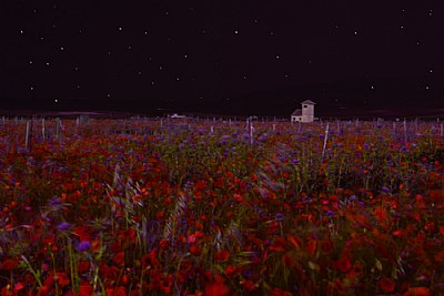 Poppy Fields at Night