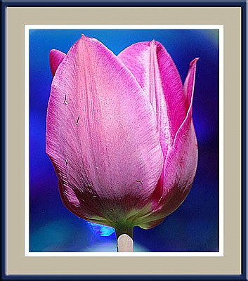 Tulip