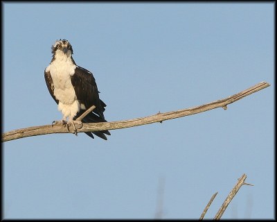 Two-legged Osprey