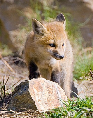 Red Fox Kit