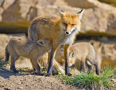 Vixen watching me closely