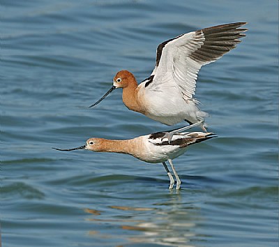 The Private Life of Avocets