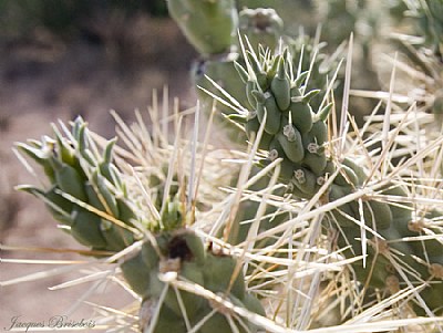 Cactus macro