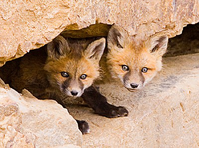 Red Fox Sibling Kits