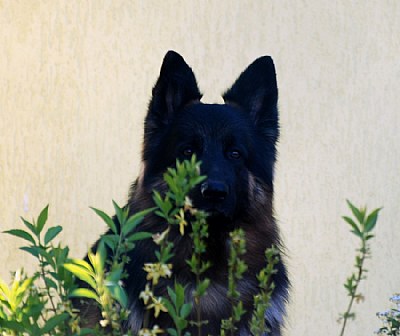 Luxus