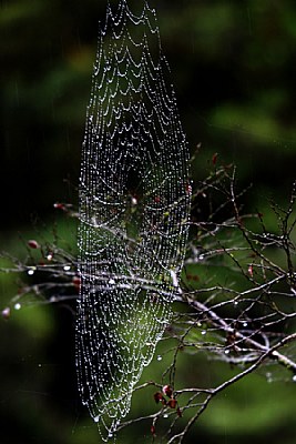 Spider's web in the rain