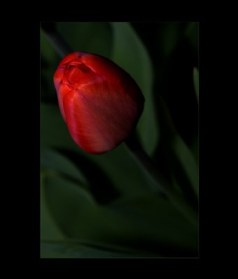 Tulip #24