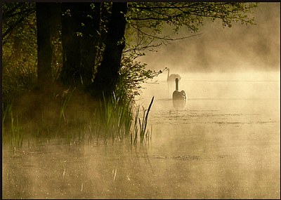 Swans in the fog...