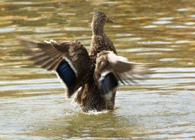 Duck washing off