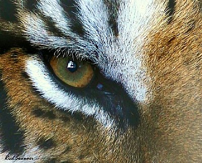 Eye Of The Tiger