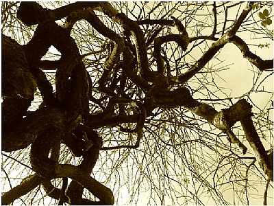 the calligraphy tree