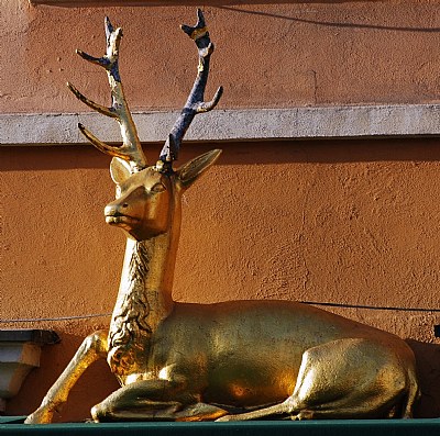 The deer