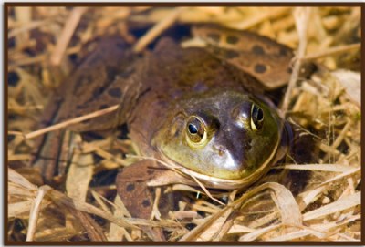 Bull Frog