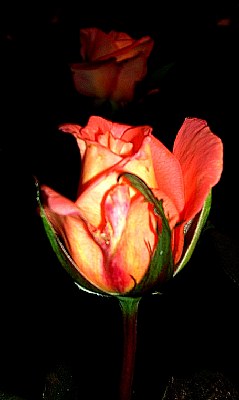 rose bud at night....
