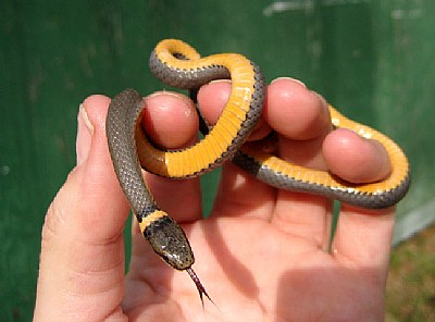 Ring-necked Snake