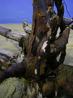 Wooden Sand Octopus