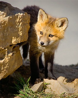 Another reworked Kit Fox image.