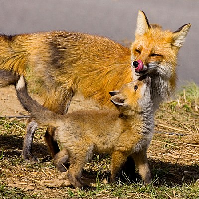 Red Fox Vixen with kit.