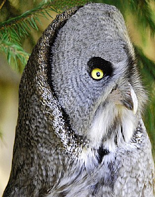 The Grey Owl