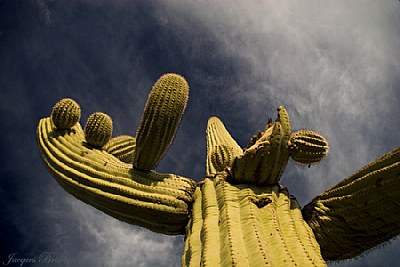 cactus from under