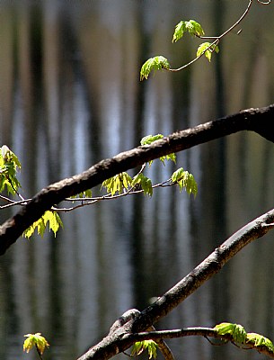 The Spring Branch