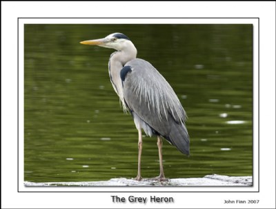 The Grey Heron