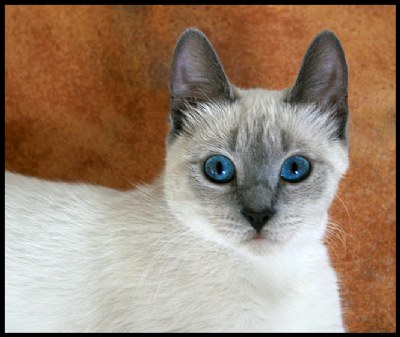 Minou