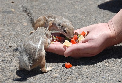 Chipmunks at Hoover Dam