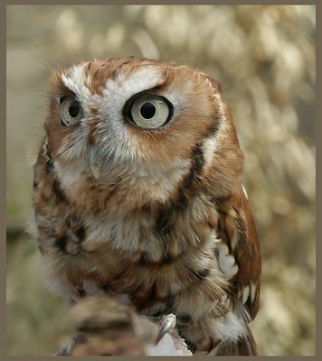 Screach Owl
