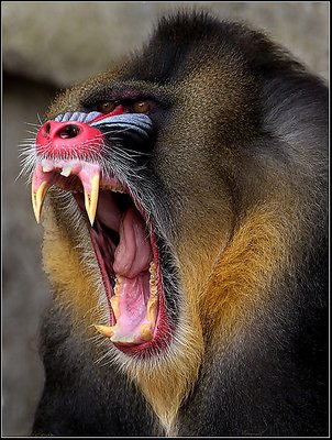 Angry Mandril