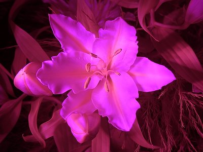 Lily under Blacklight