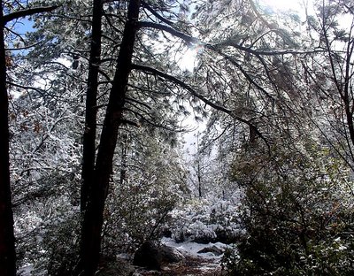 Magical Mountain Pathway