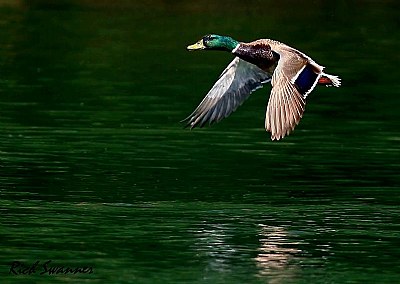 Mallard Duck