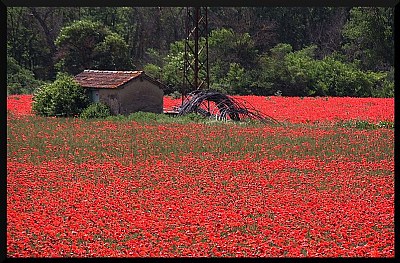 Poppies