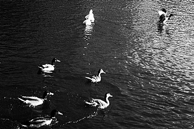 il fiume di Lucca #8