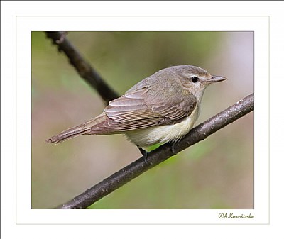 Warbling Vireo