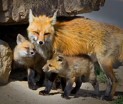 Red Fox Vixen with kits.