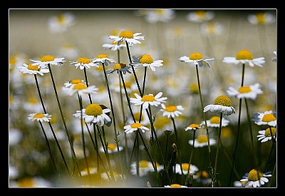 Daisies