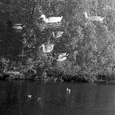 il fiume di Lucca #10