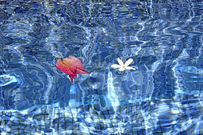 Pool & Flowers