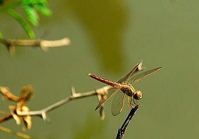 Dragon fly