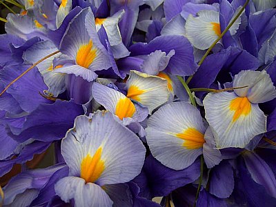 Flower Market