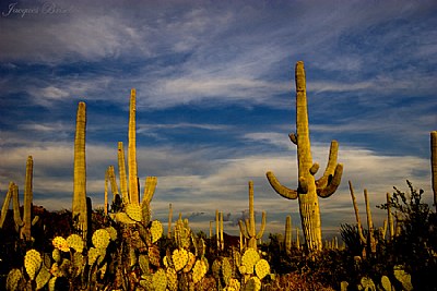 sun goes down on cactus