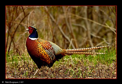 Ringneck Pheasant