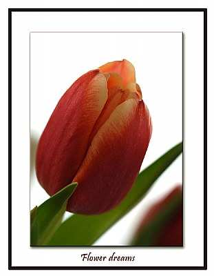 Flower dreams Tulip