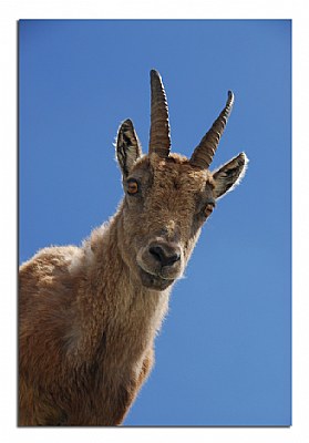 The King of Alps